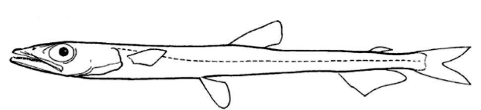 Familia Notosudidae_01.jpg